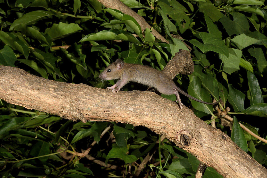 Malaysian Field Rat