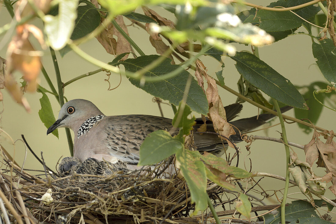 Spotted Dove with Chicks