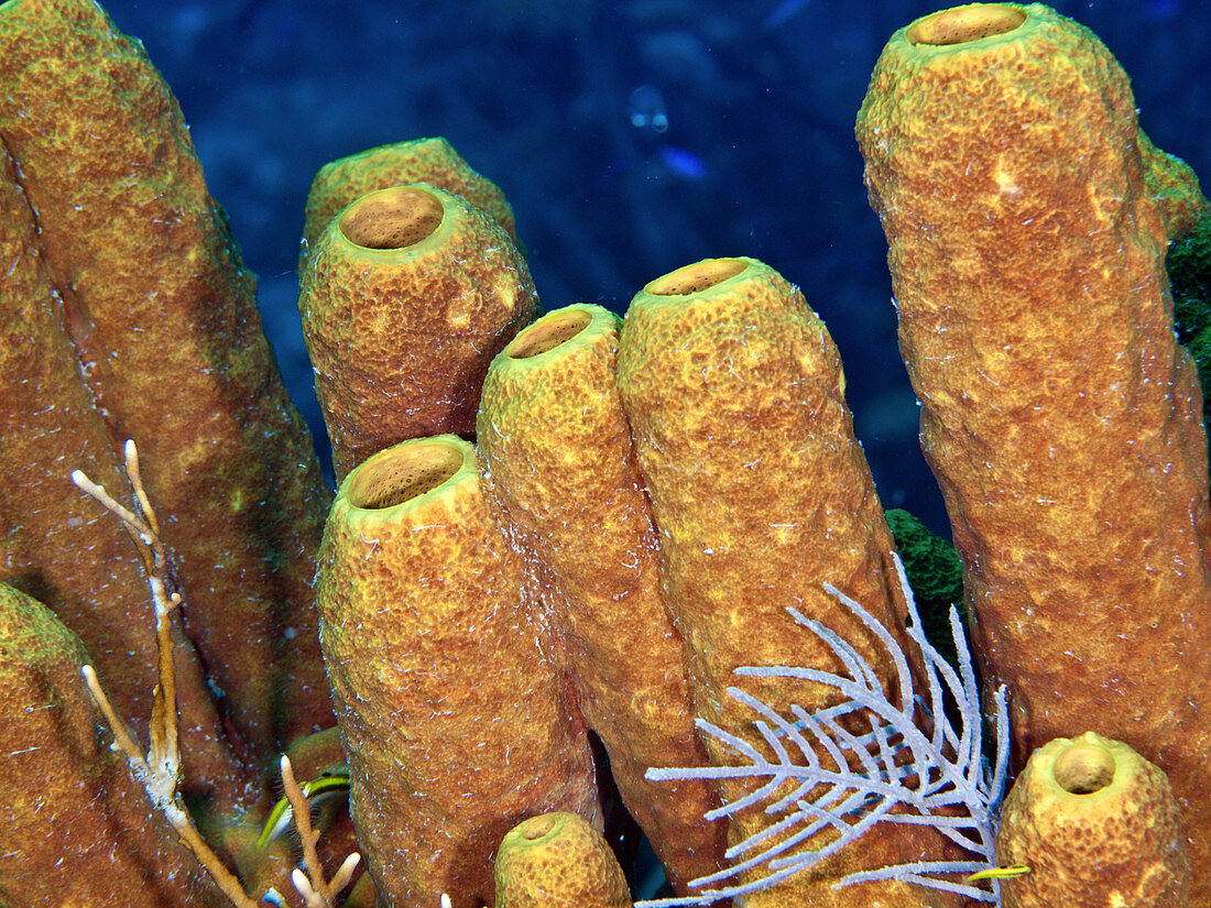 Yellow Tube Sponge, (Aplysina fistularis)