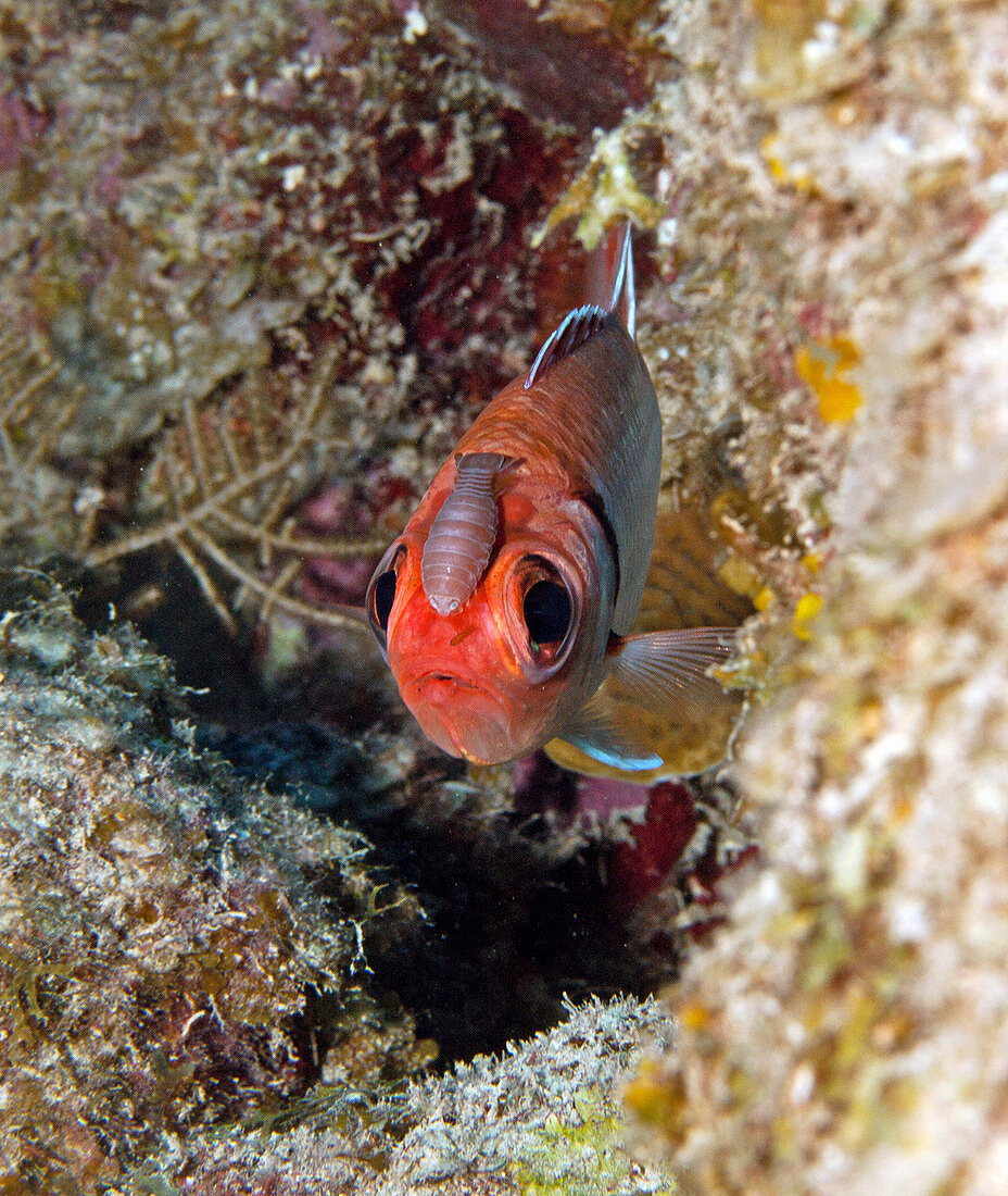 Blackbar soldierfish with Isopod