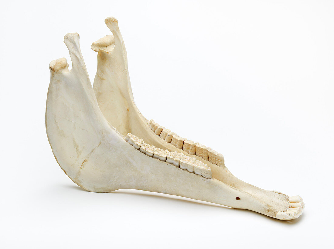Horse jaw