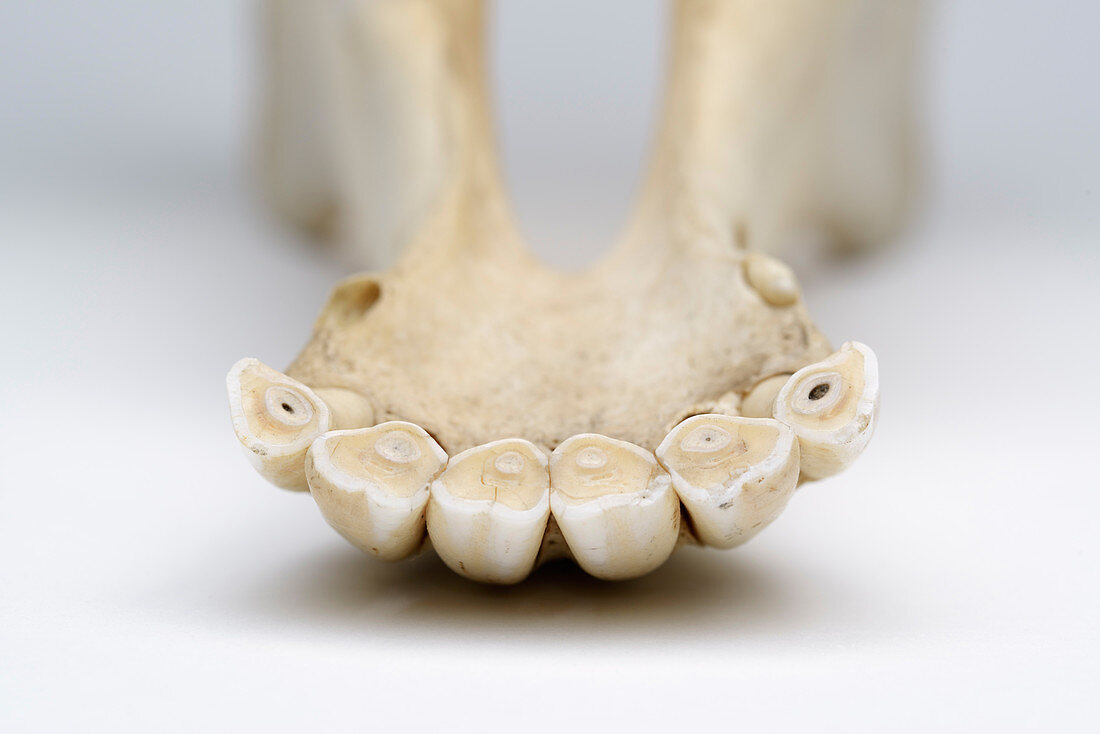 Horse incisors