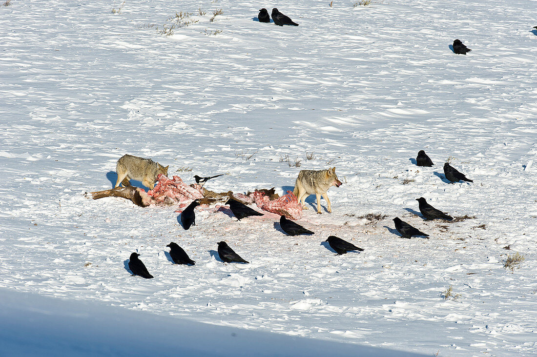Coyotes at Carcass