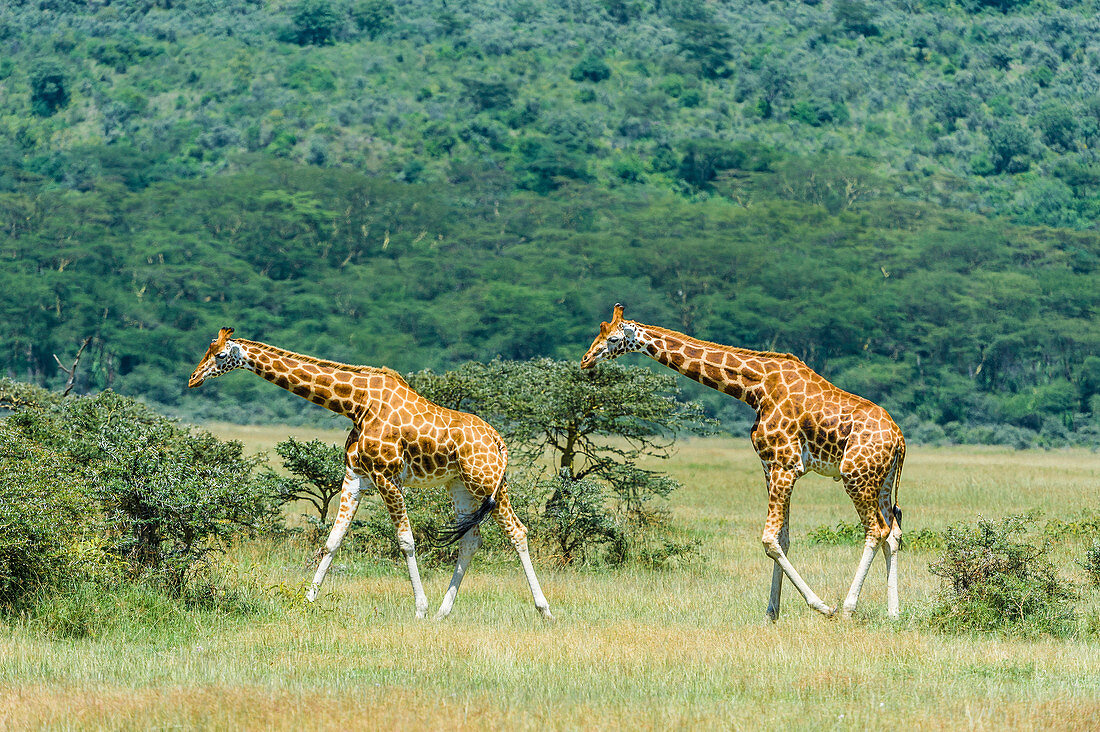 Rothschild Giraffes