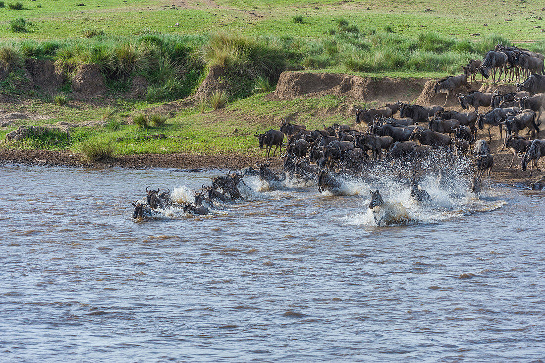 Wildebeest Crossing River