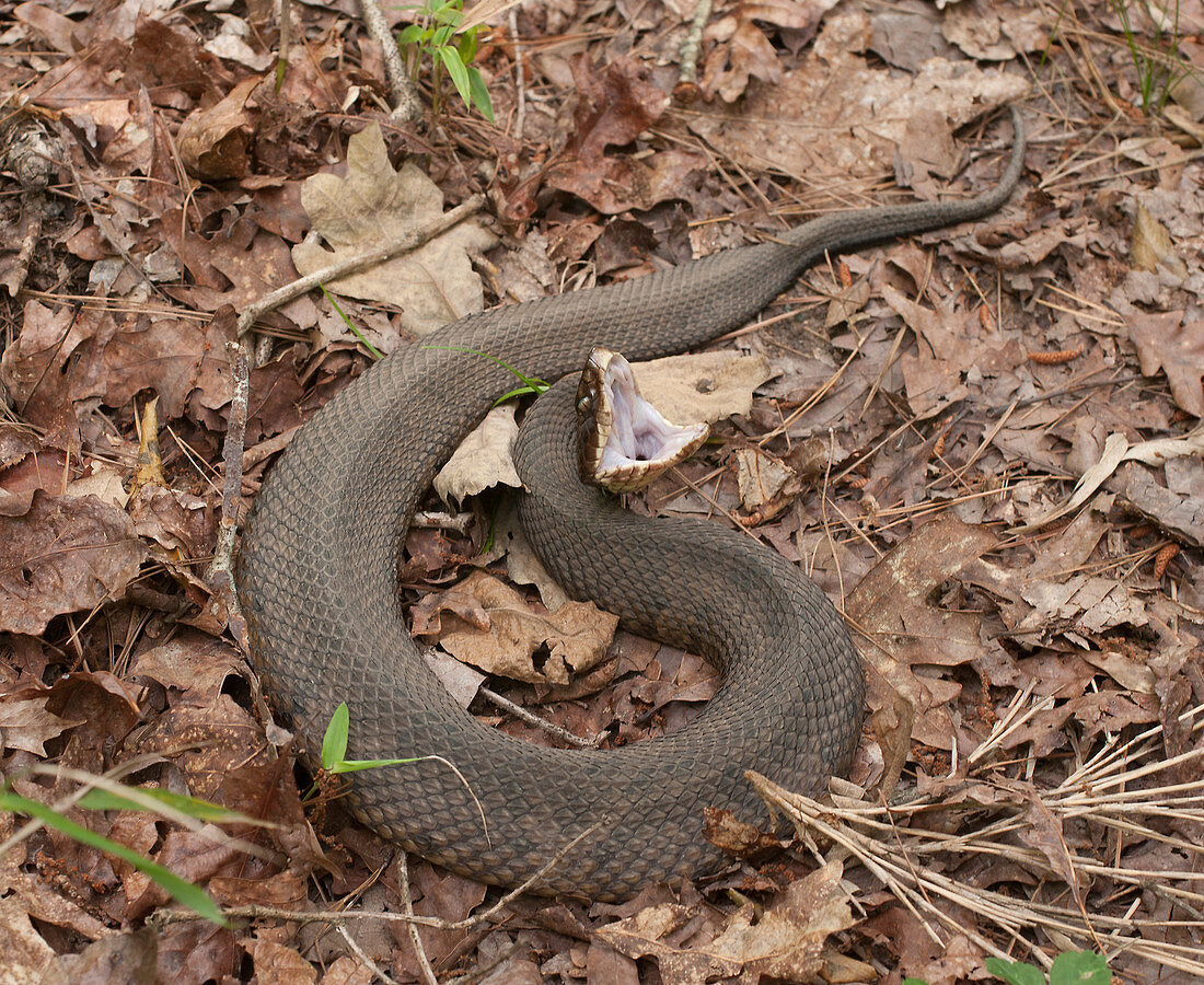 Western cottonmouth in defensive posture