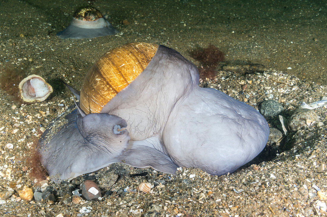 Moon Snail with Clam