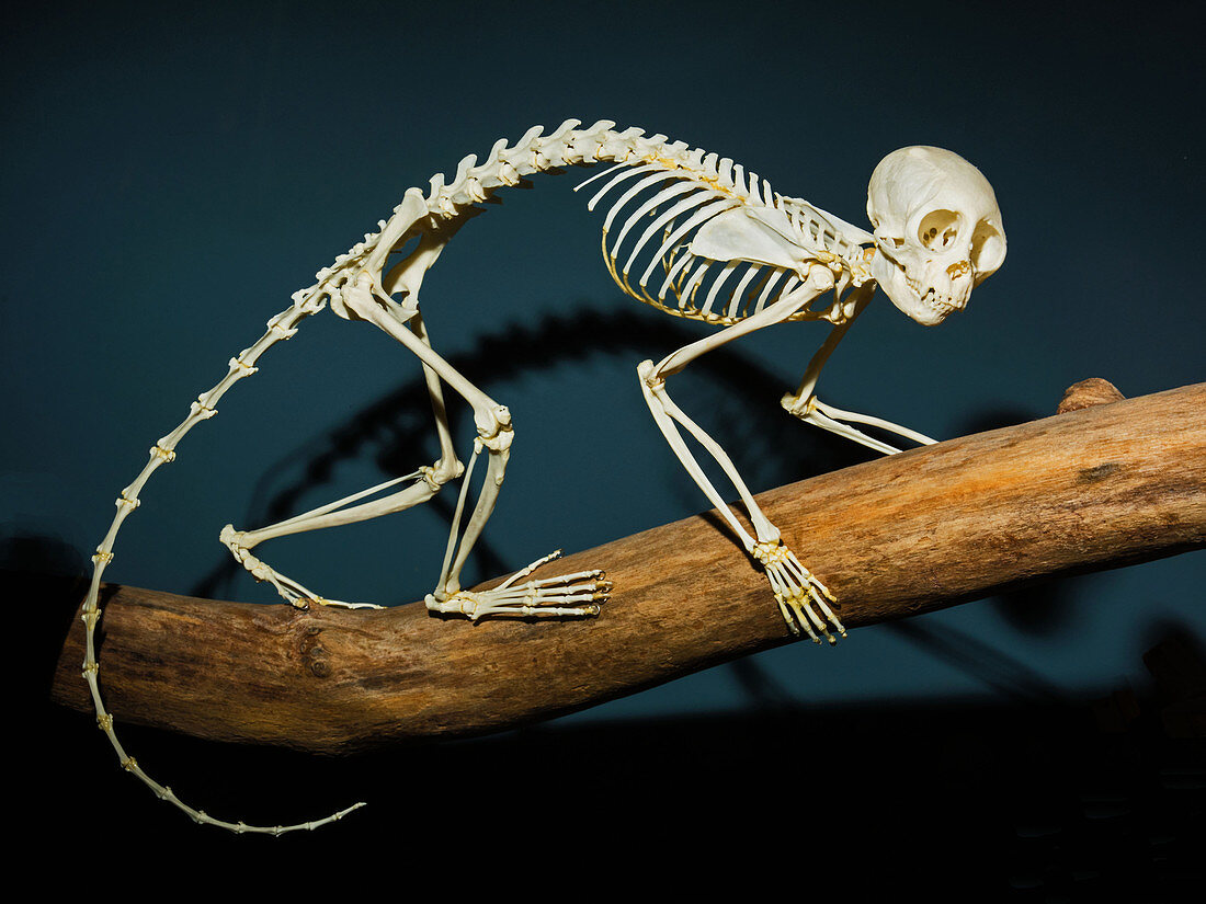 Squirrel Monkey Skeleton