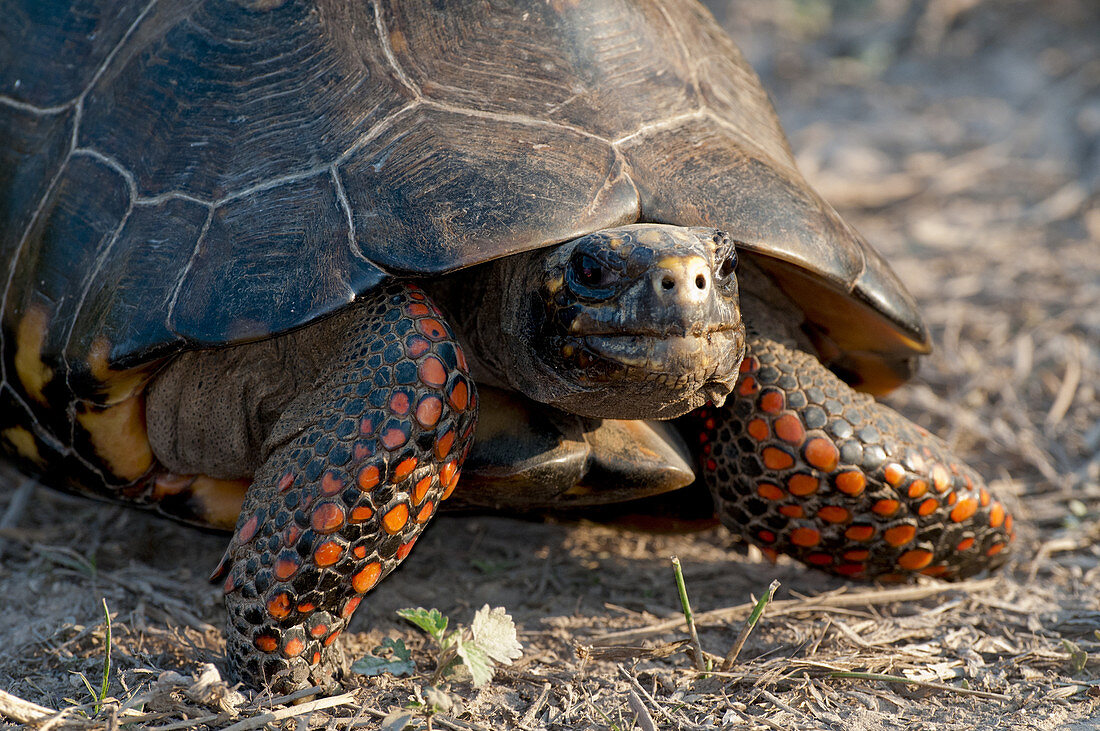 Red-legged tortoise