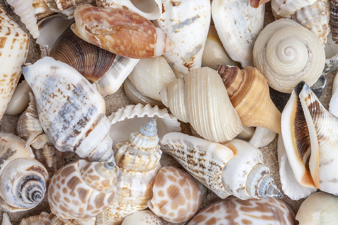 Seashells and Sand