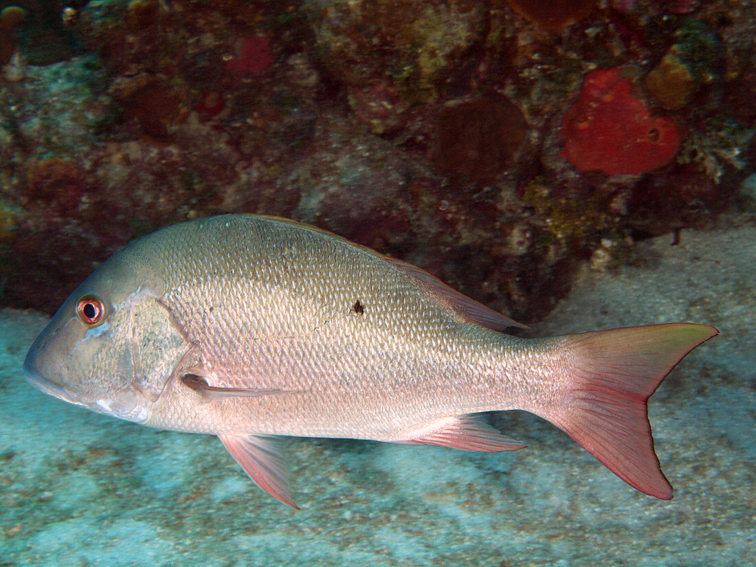 Mutton Snapper (Lutjanus analis)