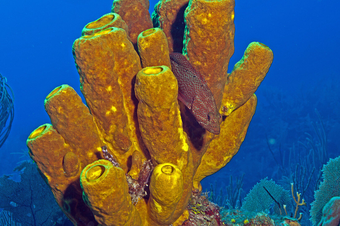 Yellow Tube Sponge, (Aplysina fistularis)