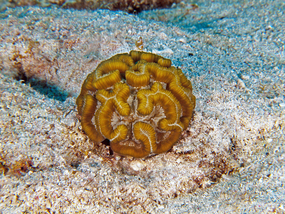 Rose Coral (Manicina areolata)