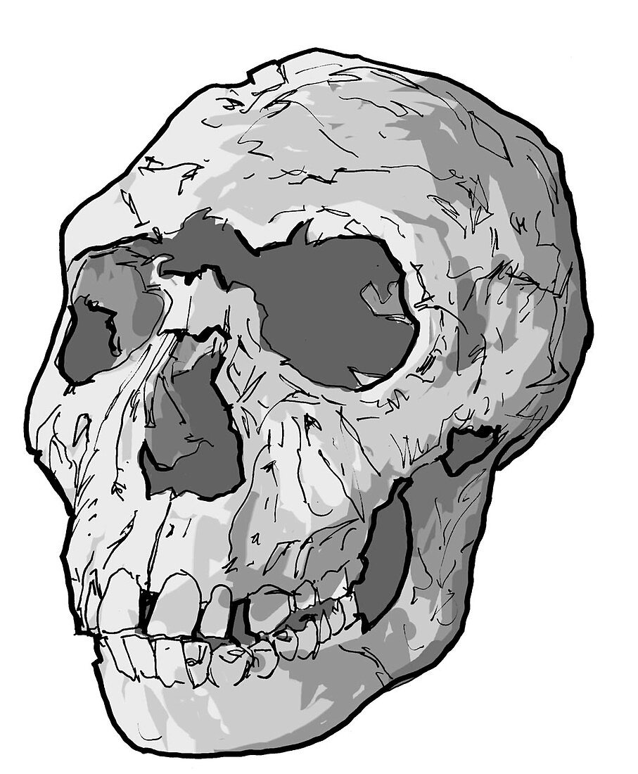 Turkana Boy skull, illustration