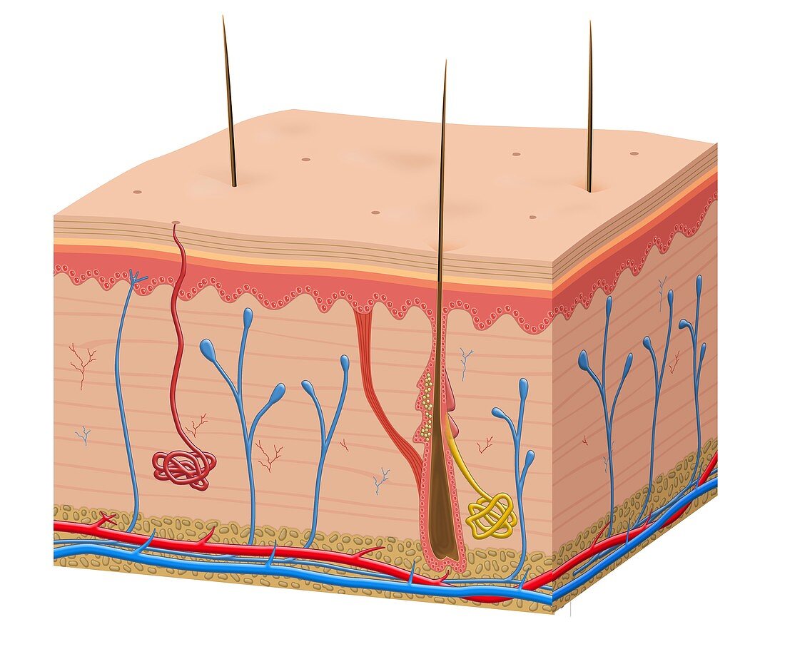 Skin anatomy, illustration