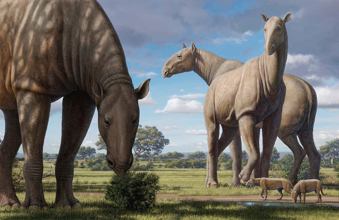 Paraceratherium prehistoric mammal, illustration