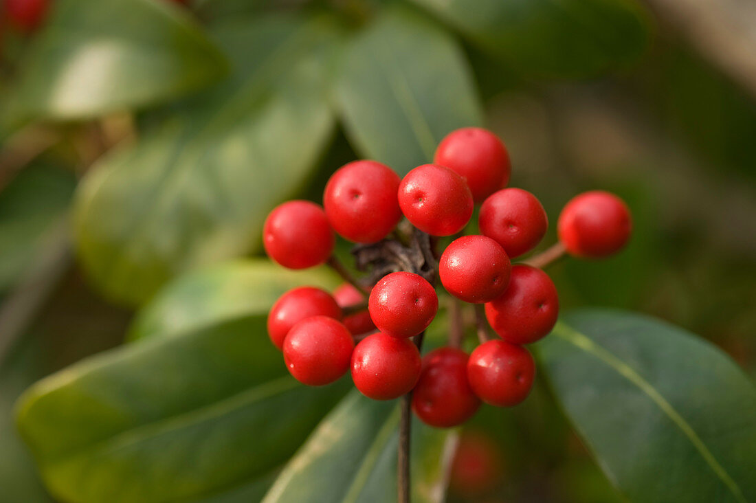Skimmia japonica, red berries