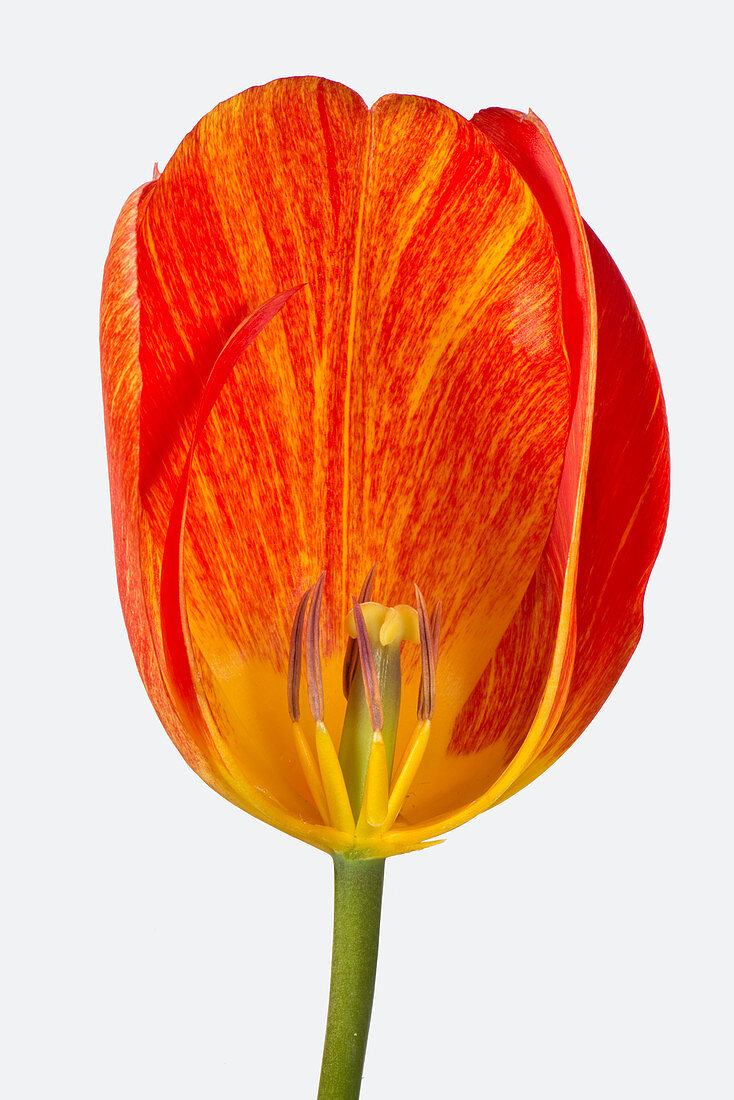 Orange tulip flower