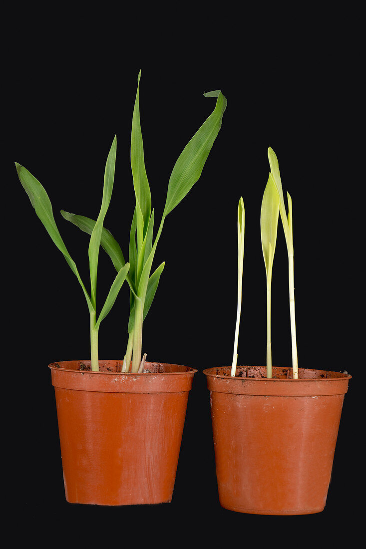 Maize seedlings with and without light