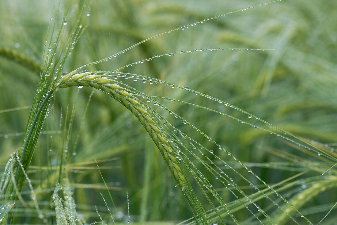 Green barley ears after rain