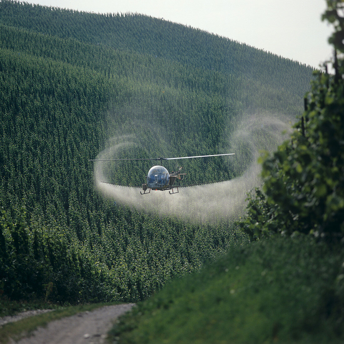 Helicopter Spraying Grapevines