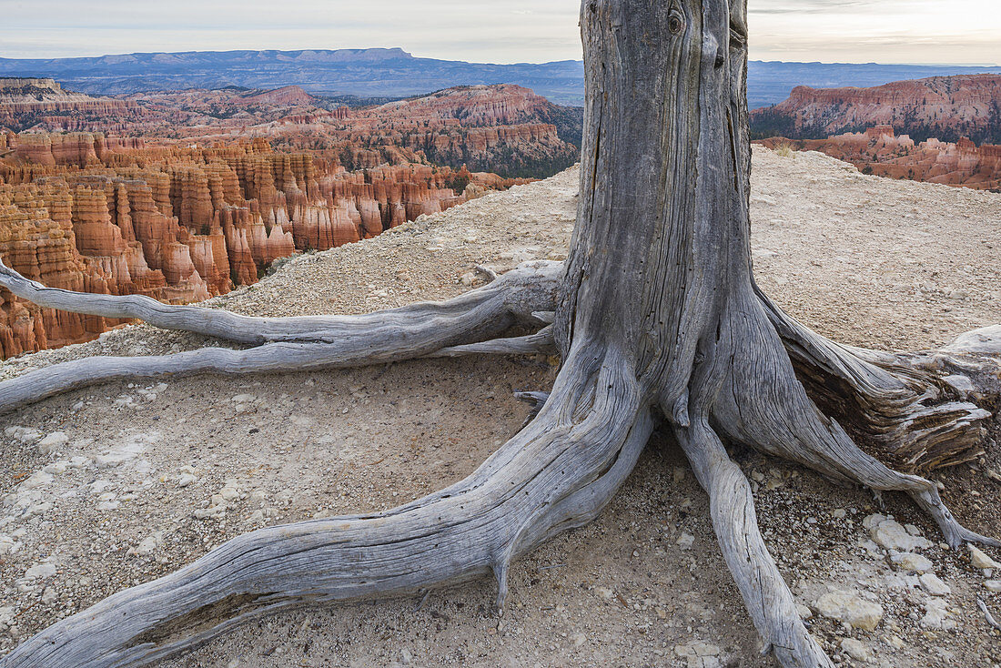 Pine in Bryce Canyon National Park, Utah
