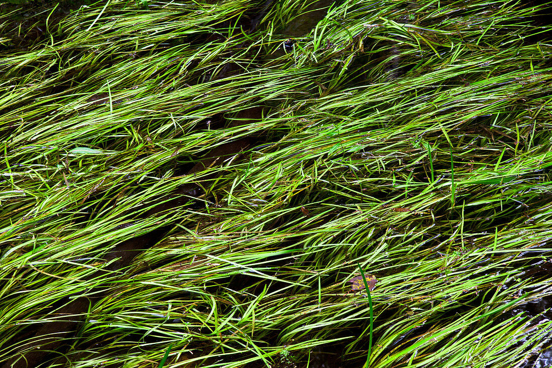 Eel-grass