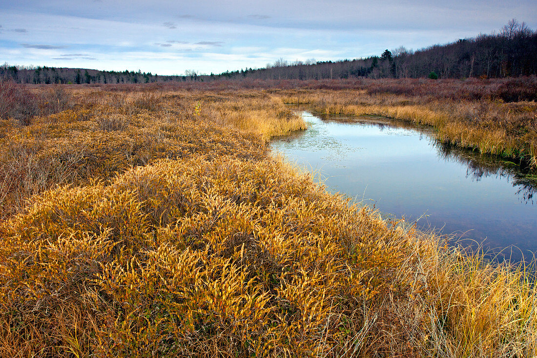 Thomas Darling Preserve