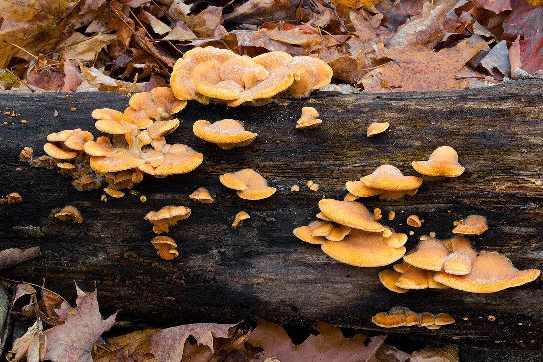 Orange Mock Oyster Fungus