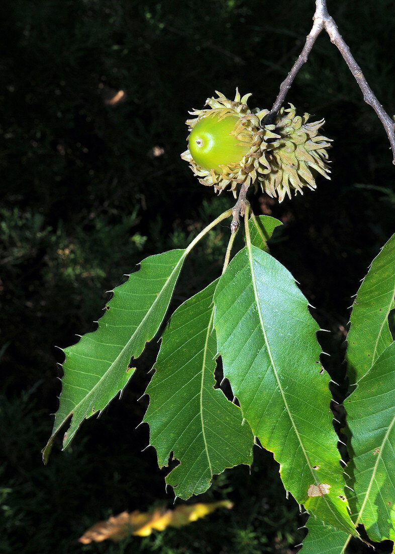 Sawtooth oak or Asian chestnut oak