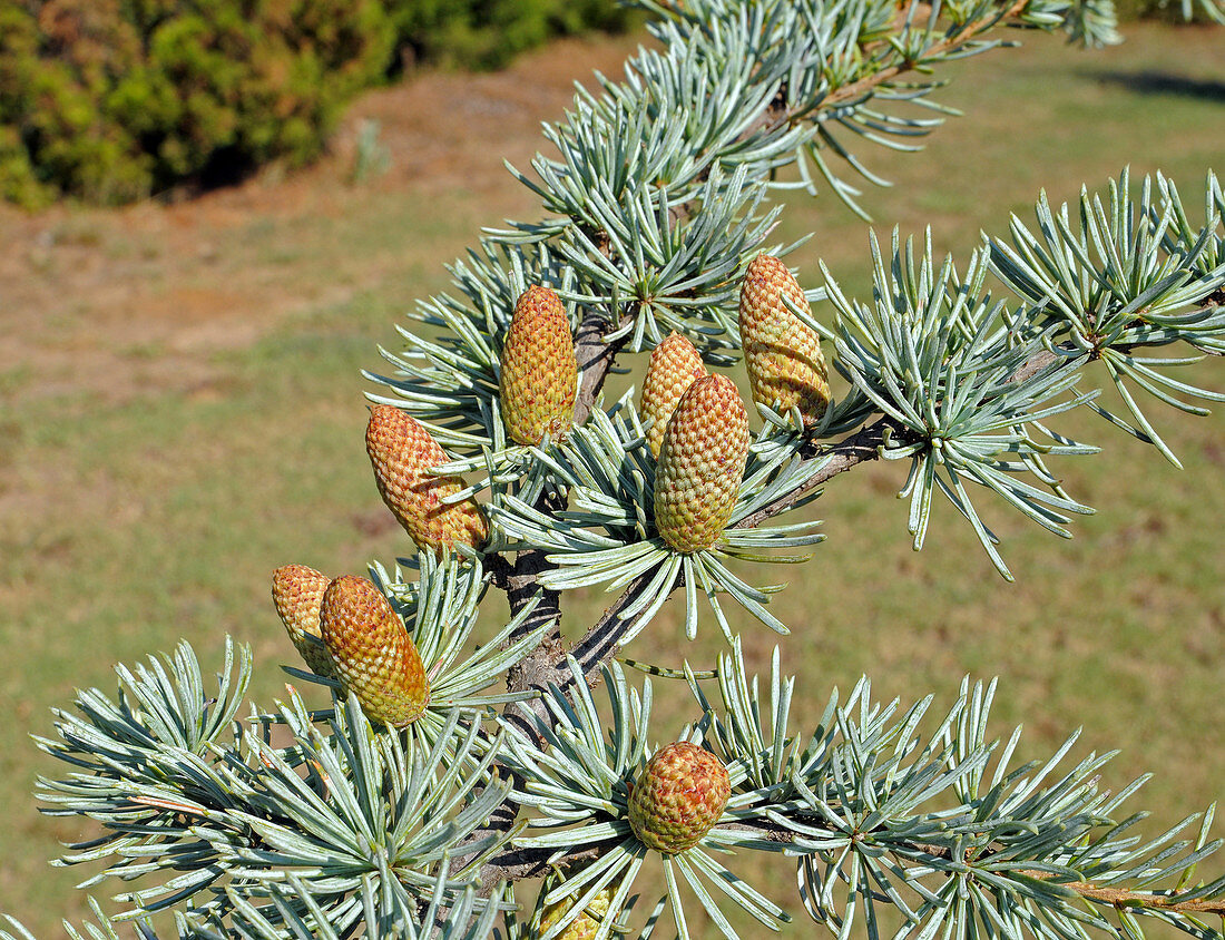 Blue Atlas Cedar with cones