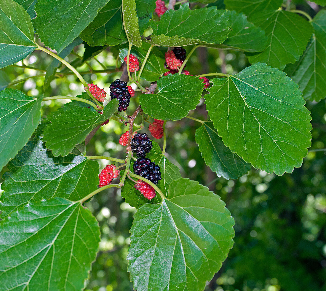 Black Mulberries