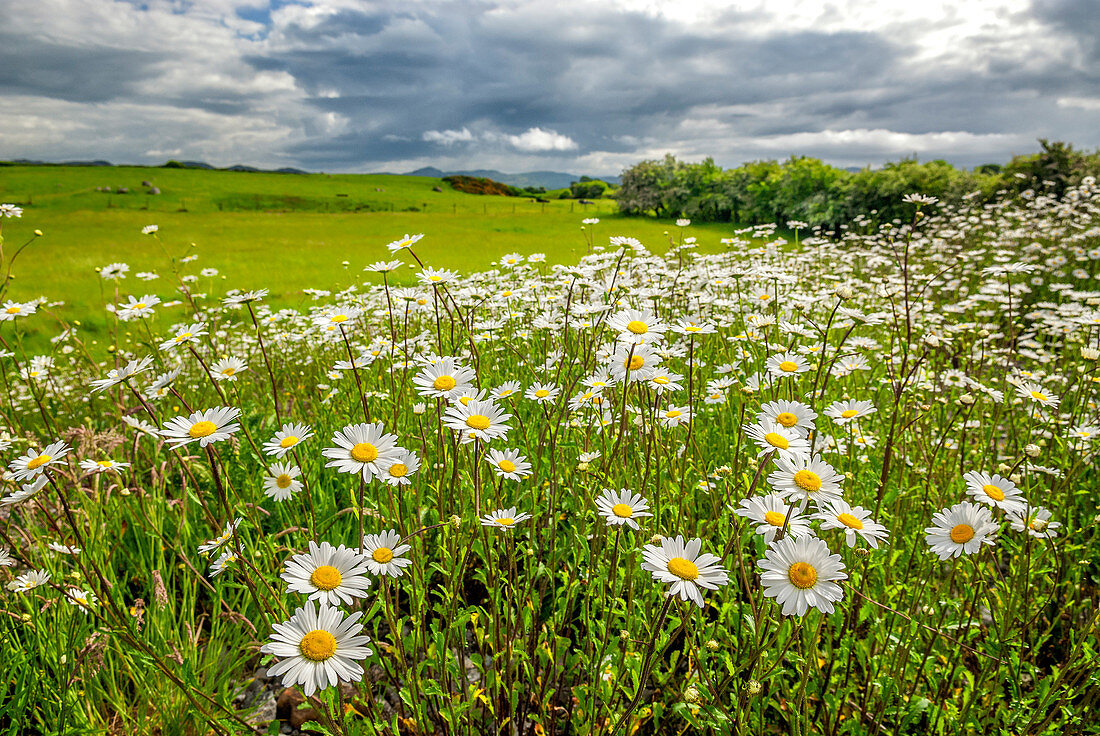 Field of Daisies , Sligo, Ireland