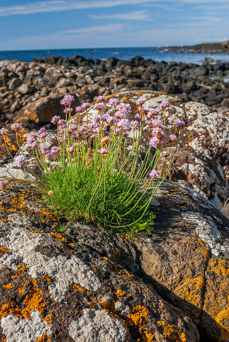 Sea Thrift, County Antrim, Northern Ireland