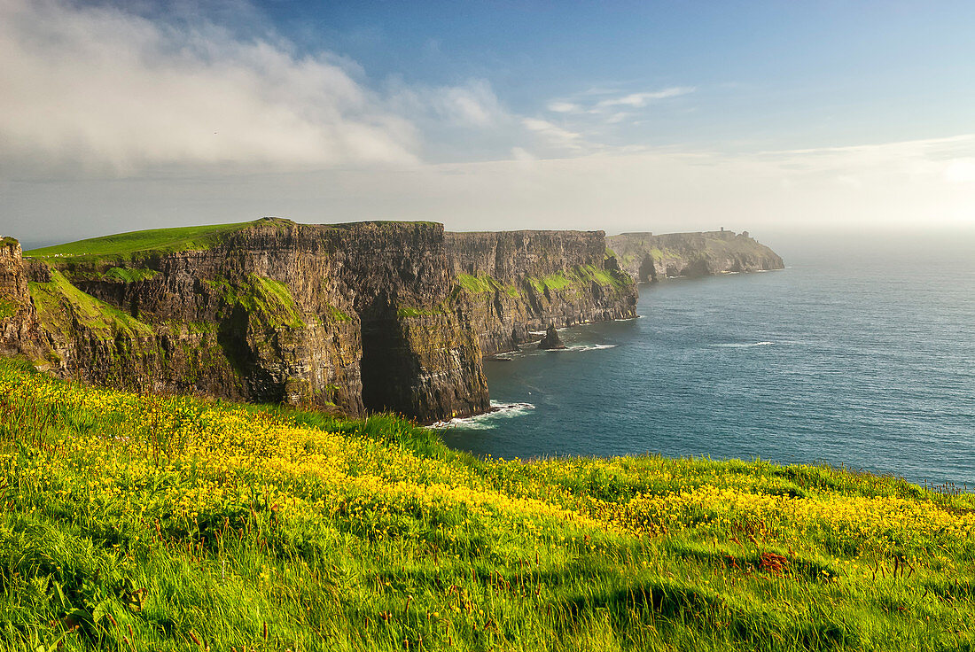 Cliffside Flowers, Cliffs Of Moher, Ireland