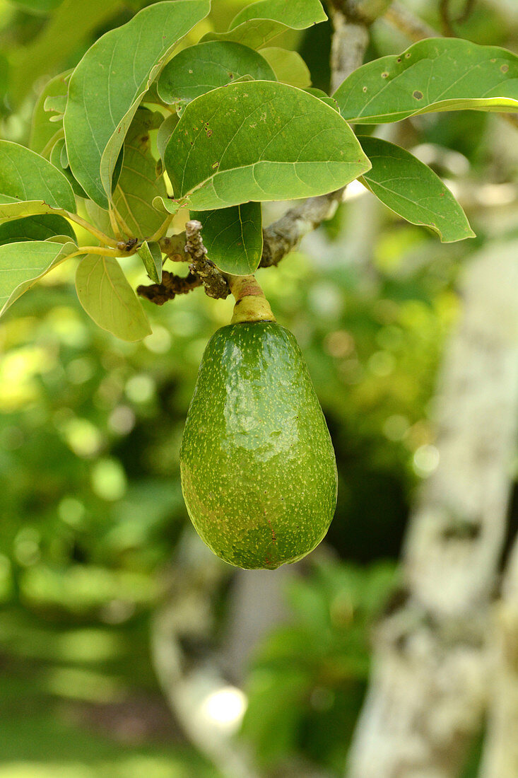 Avocado