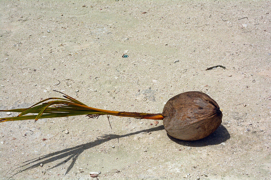 Coconut sprouting
