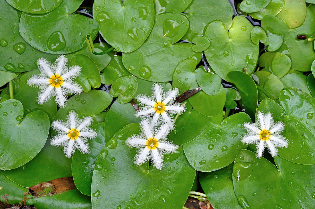Water Snowflake flower