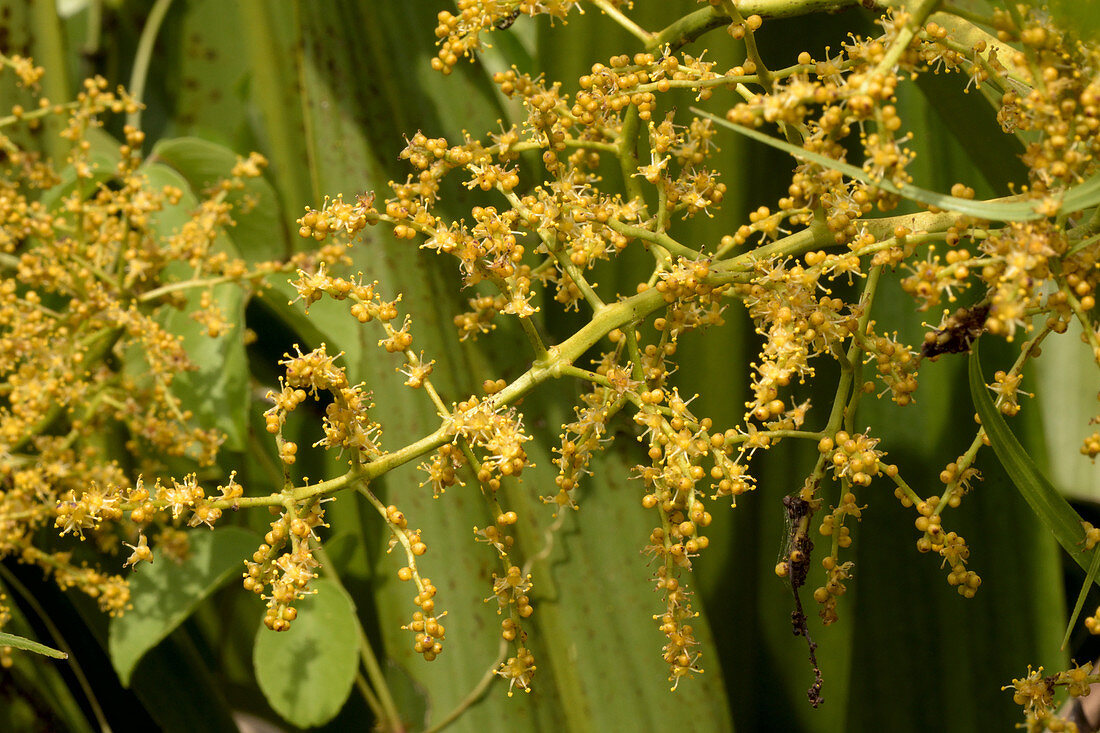Hanguana malayana in flower