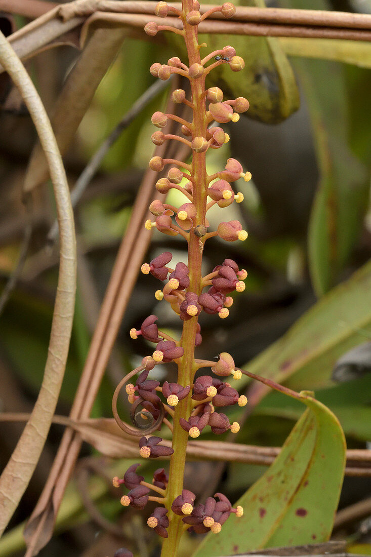 Pitcher Plant in flower