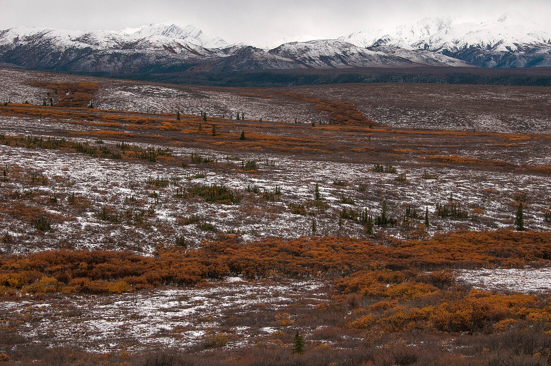 Autumn Tundra, Denali, Alaska