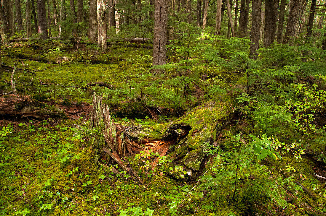 Mossy Conifer Forest