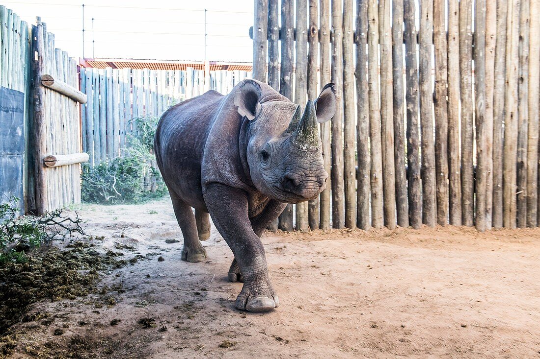 Black Rhino in capture boma
