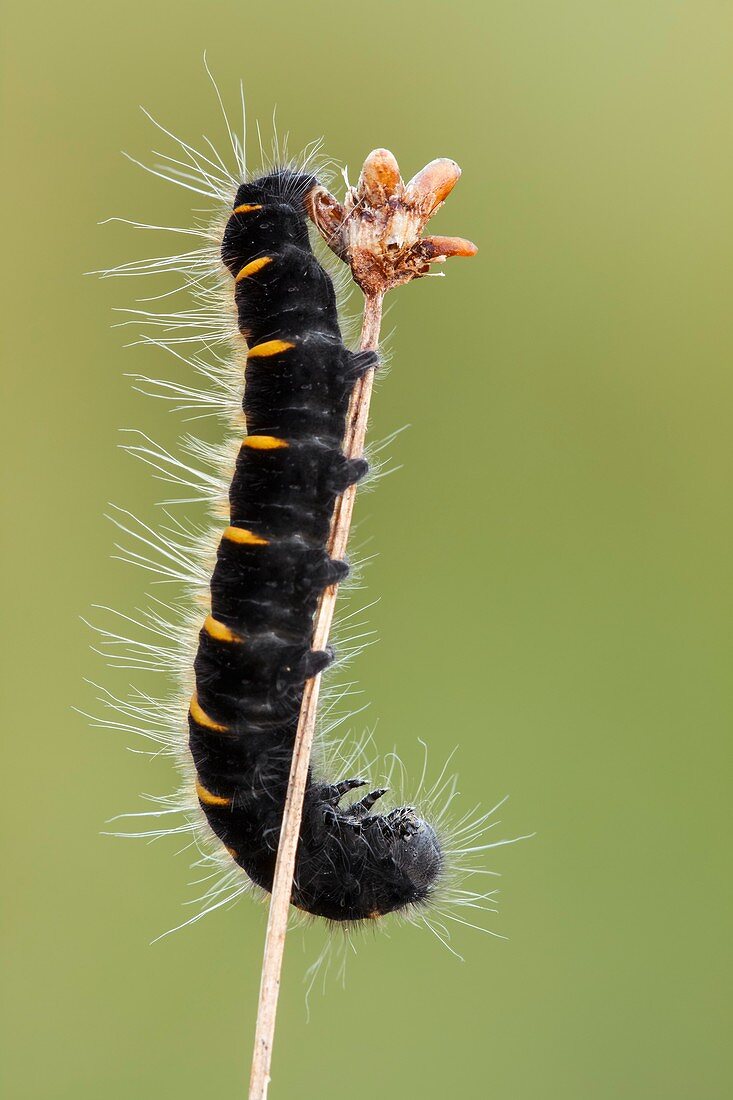 Fox Moth caterpillar