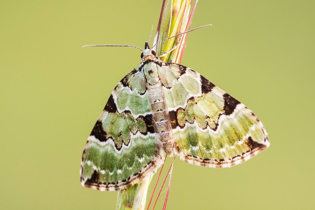 Green Carpet moth