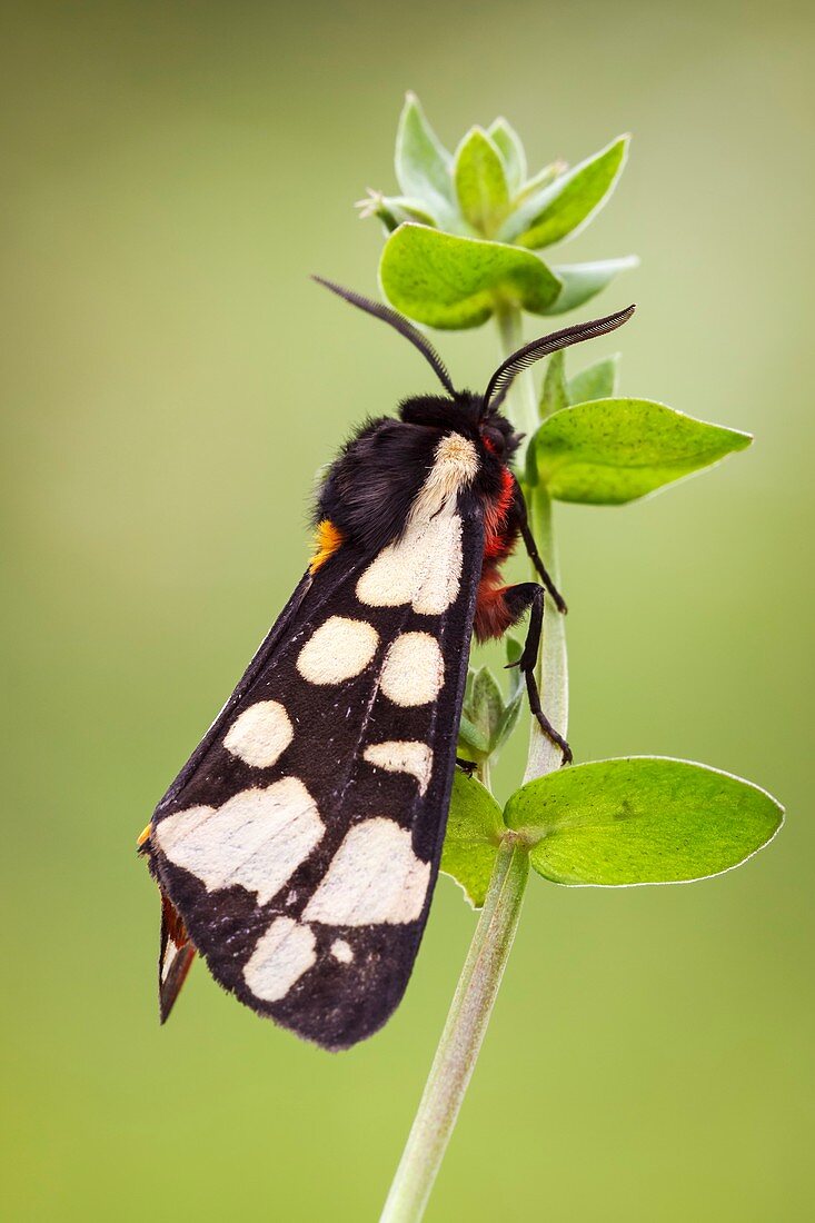 Cream Spot Tiger moth