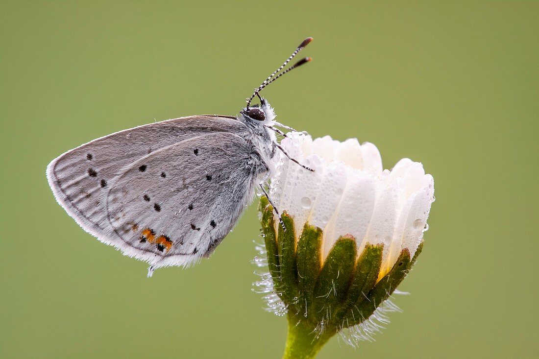 Short-tailed Blue butterfly