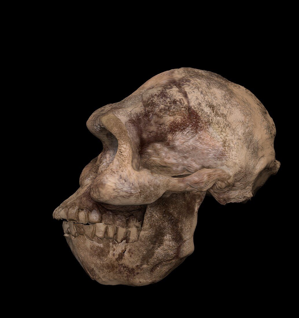 Little foot Australopithecus skull, illustration