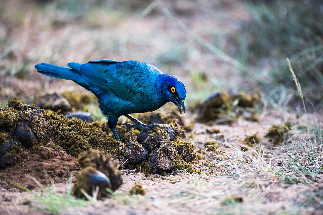 Cape glossy starling searching for insects