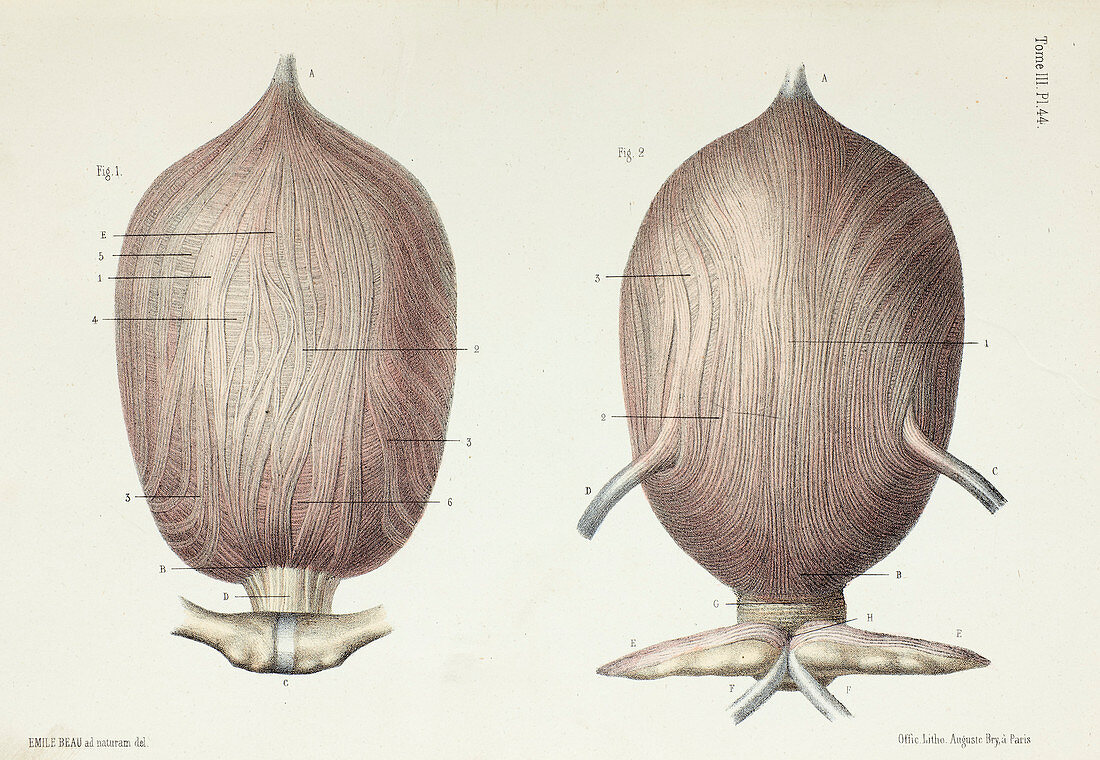 Bladder anatomy, 1866 illustration